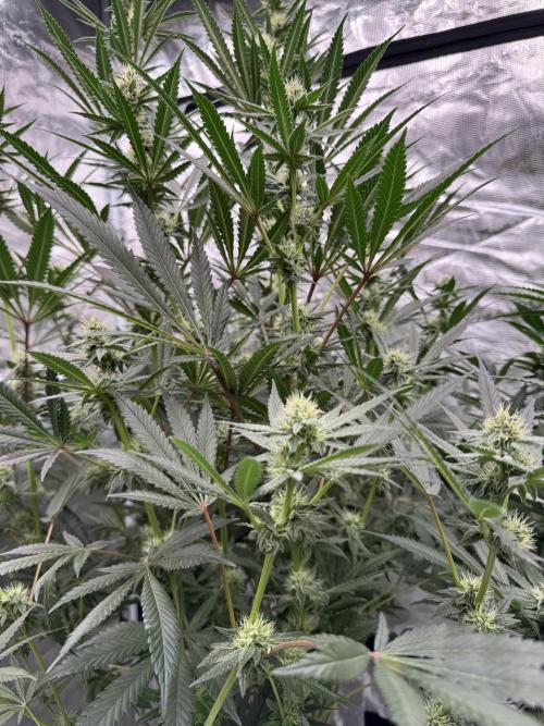 Cherry Poppers 🔞. Week 11