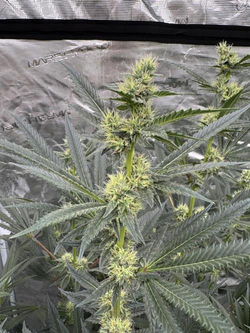 Cherry Poppers 🔞. Week 11