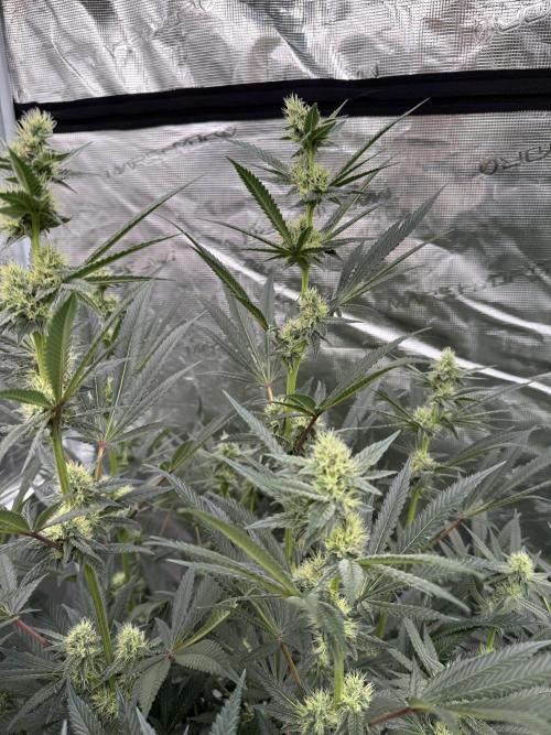 Cherry Poppers 🔞. Week 11