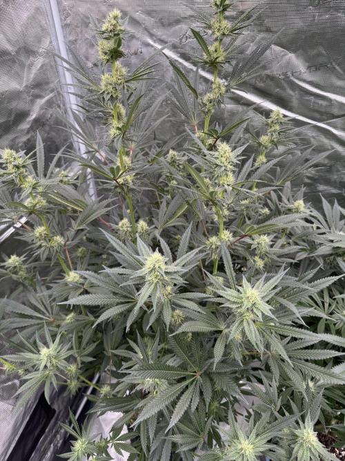 Cherry Poppers 🔞. Week 11