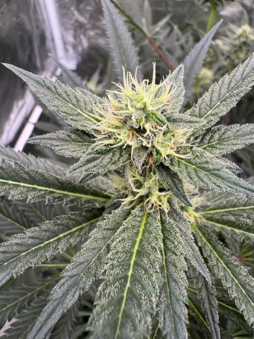 Cherry Poppers 🔞. Week 11