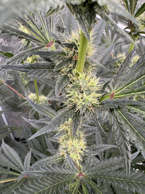 Cherry Poppers 🔞. Week 11