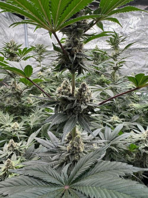 Strain of the year 24. Week 11