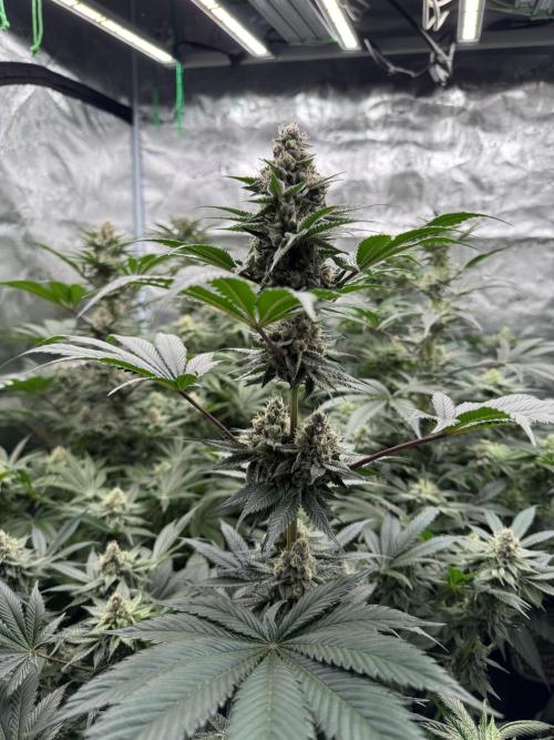 Strain of the year 24. Week 11