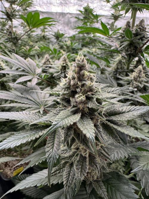 Strain of the year 24. Week 11