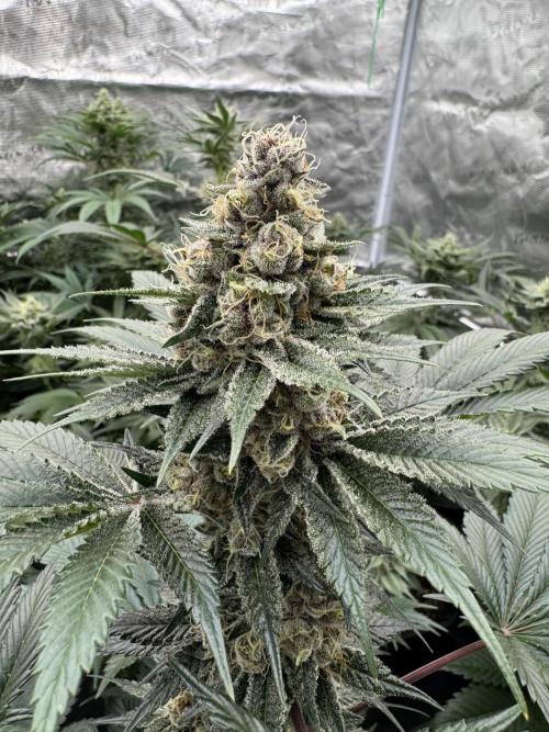 Strain of the year 24. Week 11