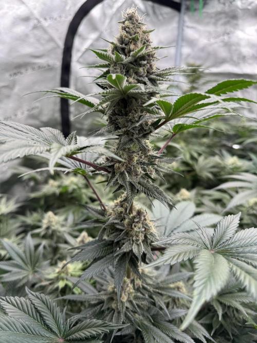 Strain of the year 24. Week 11