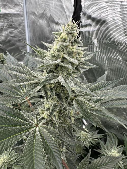 Strain of the year 24. Week 11