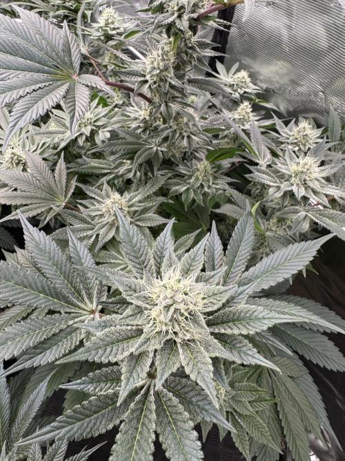 Strain of the year 24. Week 11