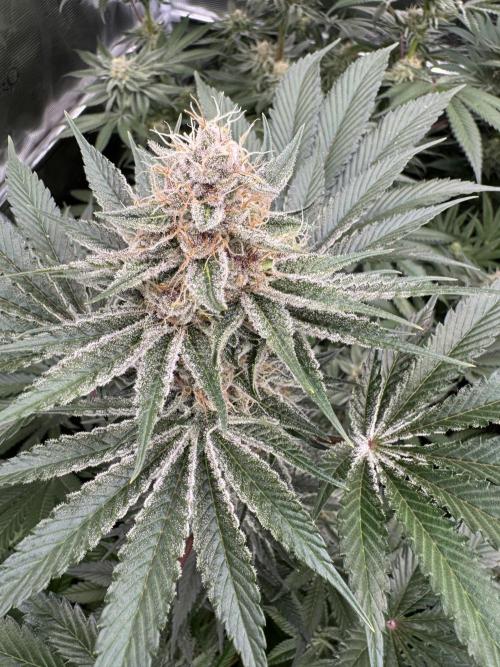 Strain of the year 24. Week 11