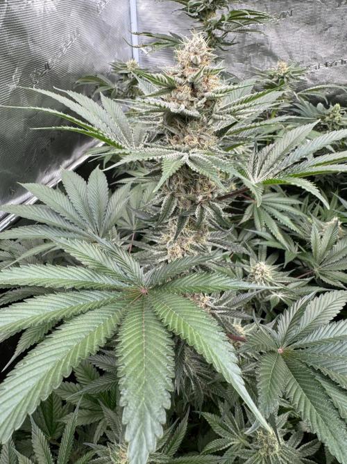 Strain of the year 24. Week 11