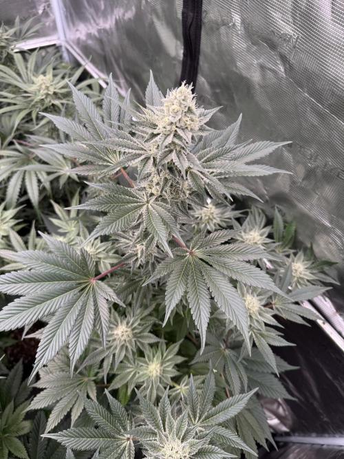 Strain of the year 24. Week 11