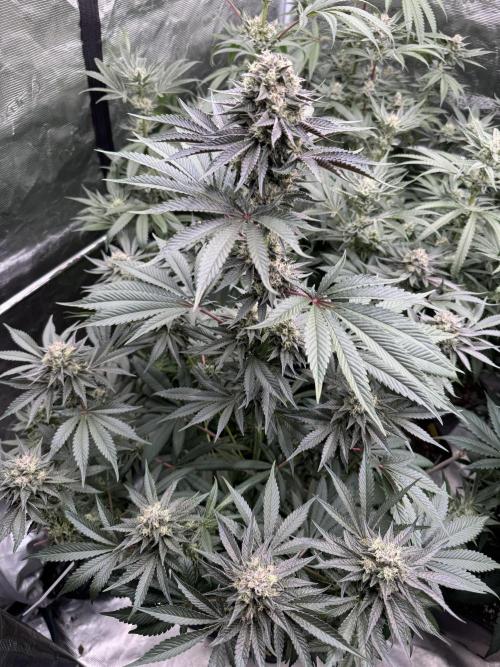 Gelateria 🍦. Week 11