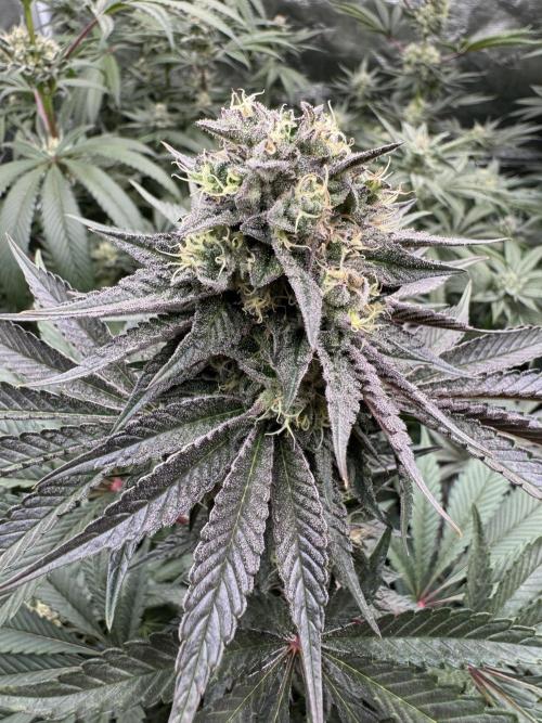 Gelateria 🍦. Week 11