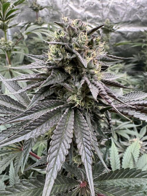 Gelateria 🍦. Week 11