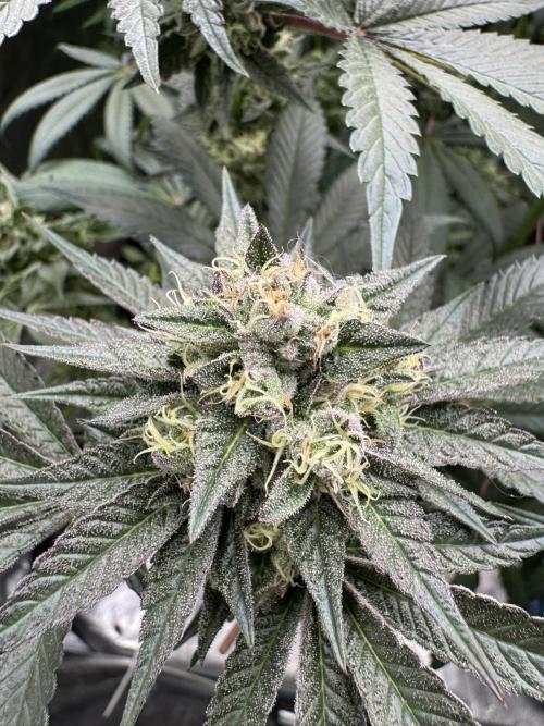 Gelateria 🍦. Week 11