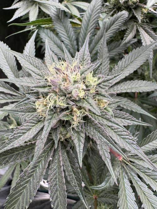 Gelateria 🍦. Week 11