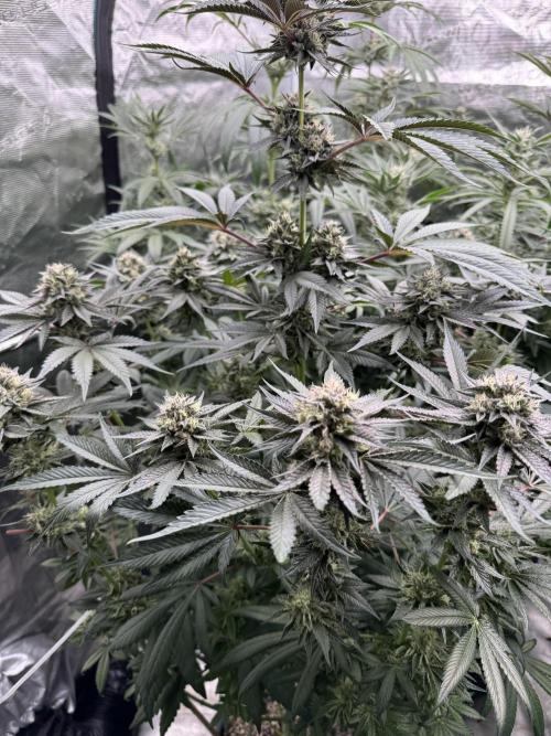 Gelateria 🍦. Week 11