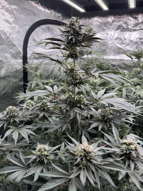 Gelateria 🍦. Week 11