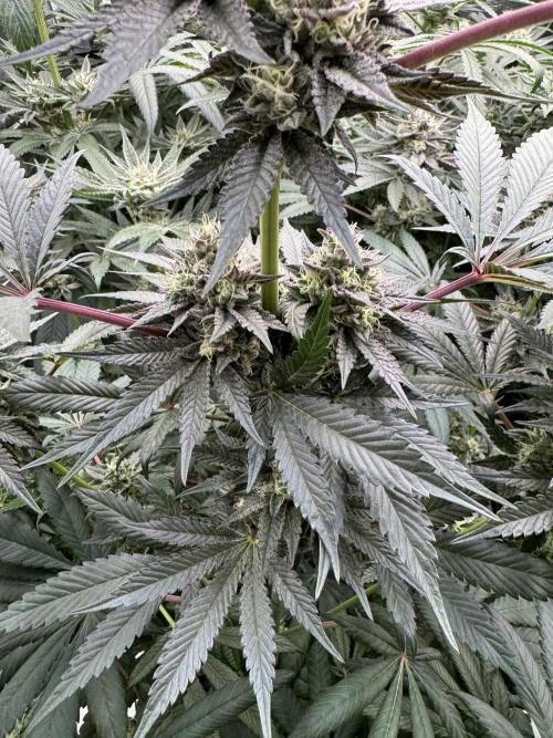 Gelateria 🍦. Week 11