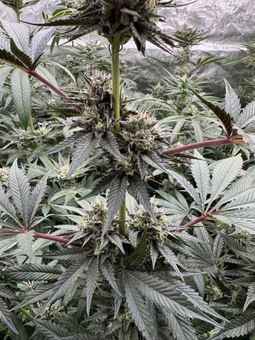 Gelateria 🍦. Week 11