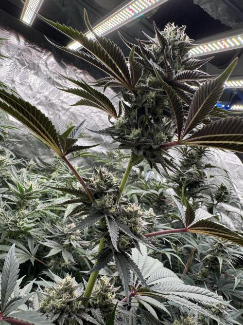 Gelateria 🍦. Week 11