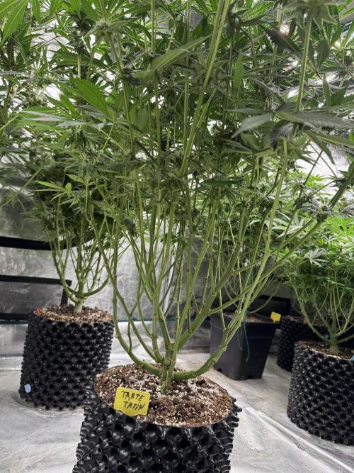 Fav dessert 🍎. Week 11