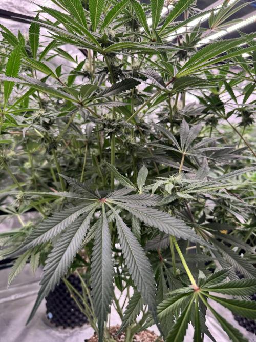 Fav dessert 🍎. Week 11