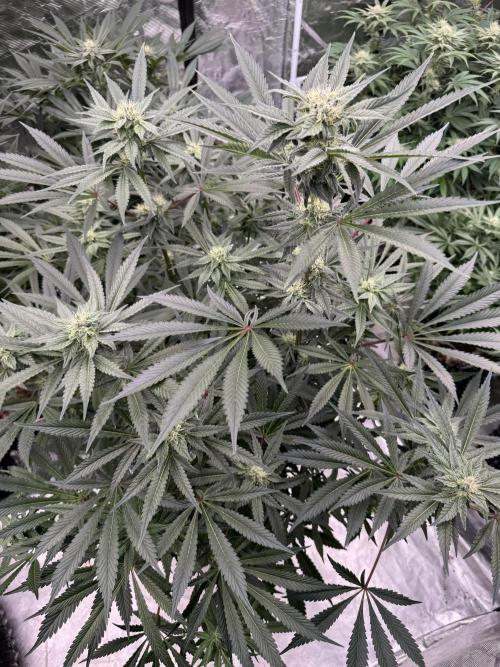 Fav dessert 🍎. Week 11