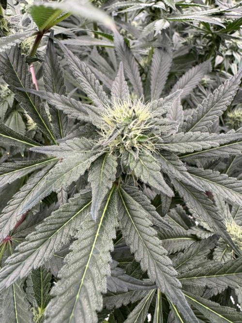 Fav dessert 🍎. Week 11