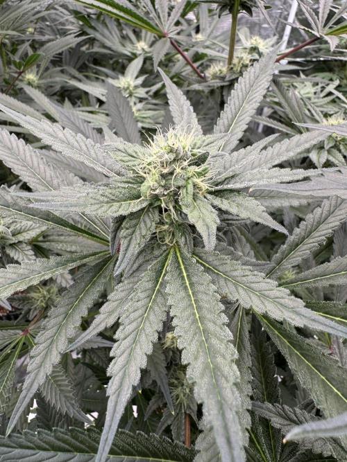 Fav dessert 🍎. Week 11