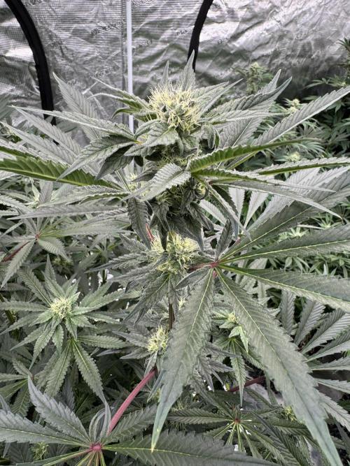 Fav dessert 🍎. Week 11