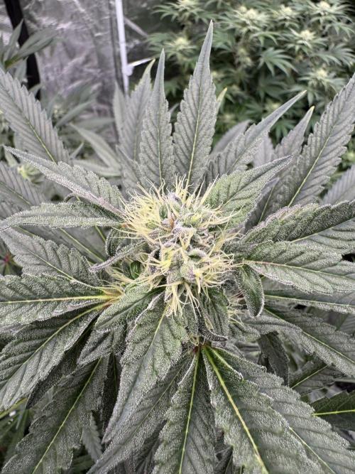 Fav dessert 🍎. Week 11