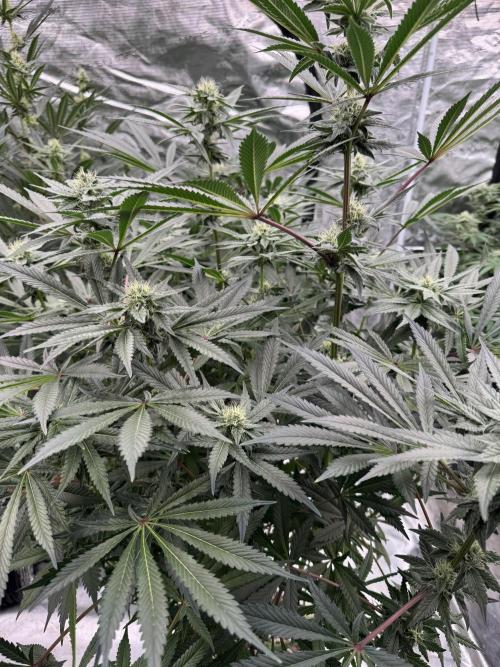 Fav dessert 🍎. Week 11