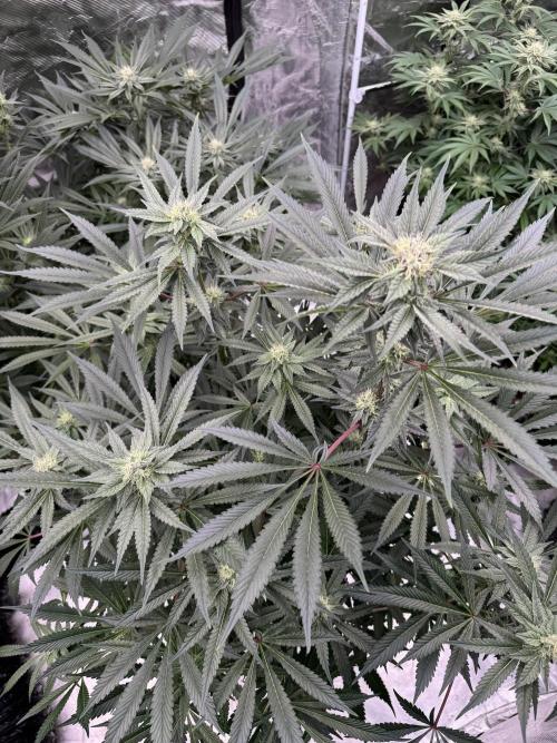 Fav dessert 🍎. Week 11