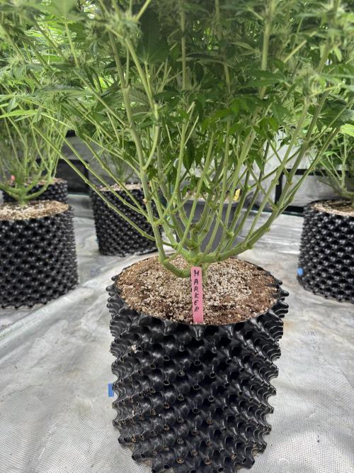 Strain of the Year 23. Week 11