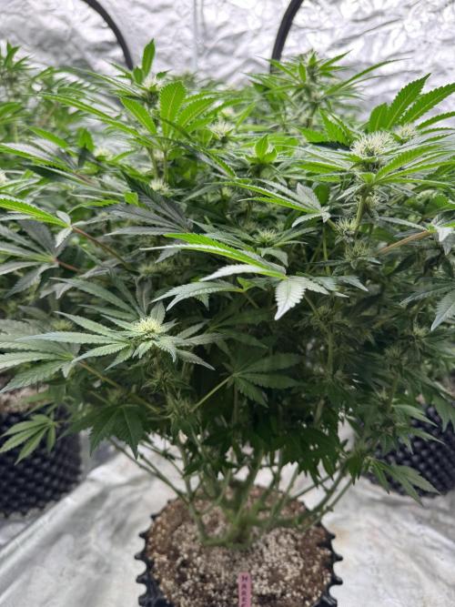 Strain of the Year 23. Week 11