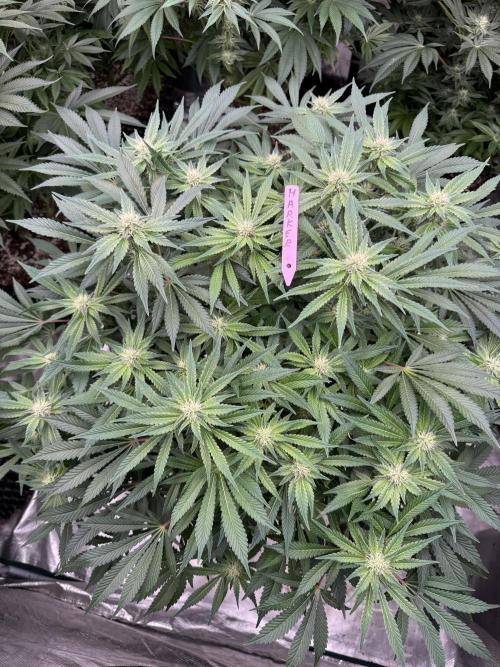 Strain of the Year 23. Week 11