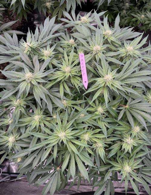 Strain of the Year 23. Week 11