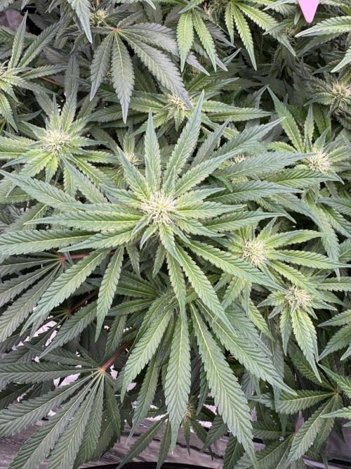 Strain of the Year 23. Week 11