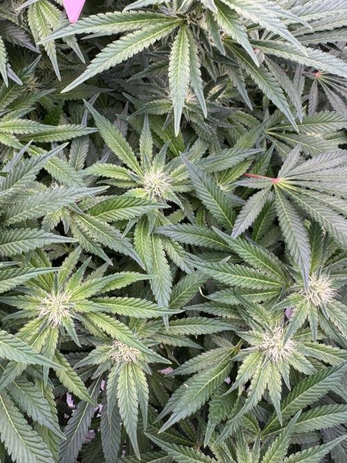 Strain of the Year 23. Week 11