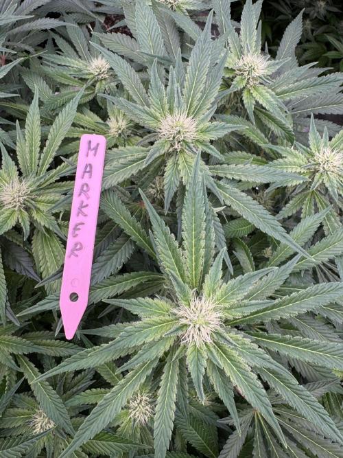 Strain of the Year 23. Week 11