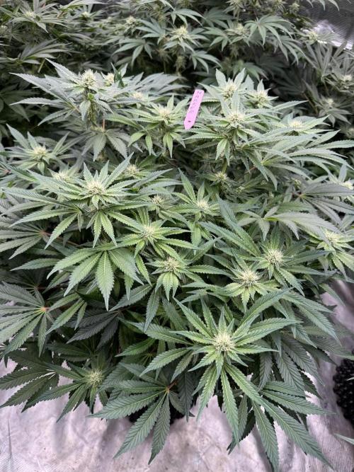 Strain of the Year 23. Week 11