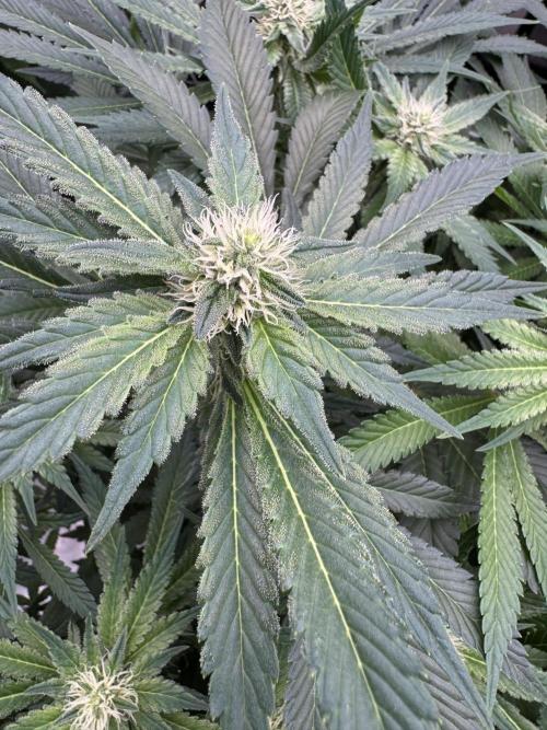 Strain of the Year 23. Week 11