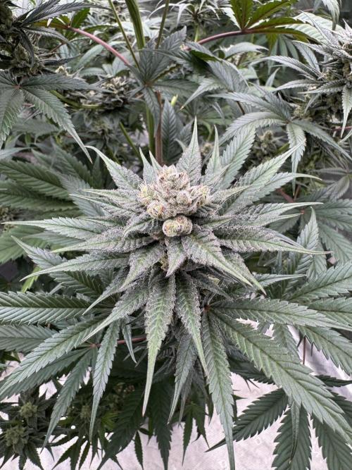 Fullgas!⛽️. Week 11