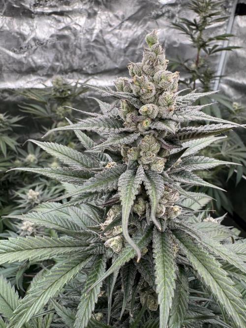 Fullgas!⛽️. Week 11