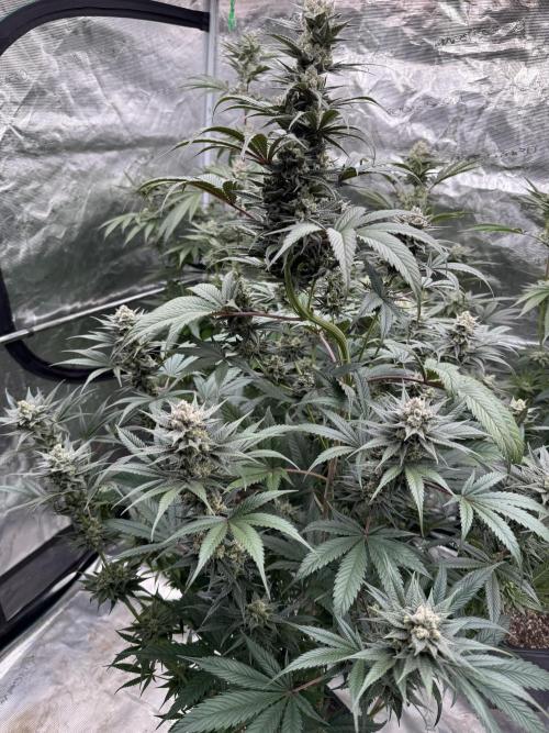 Fullgas!⛽️. Week 11