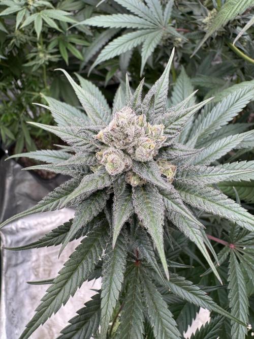 Fullgas!⛽️. Week 11