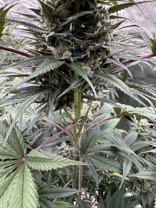 Fullgas!⛽️. Week 11