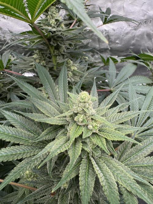 Fullgas!⛽️. Week 11